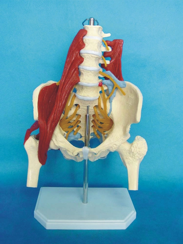 성인 요추 척추 근육 모델 골반 미끄러진 디스크 임산부 골반 근육 수리 데모 Sacrum Femoral Head